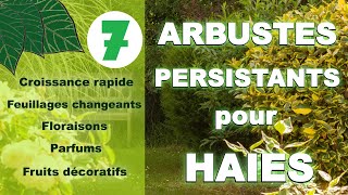 Arbustes persistants pour haie : [Croissance rapide, floraison, parfum, fruits...]