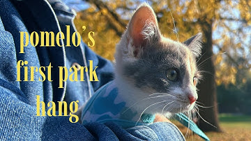 diluted calico kitten touches grass for the first time and has a snack