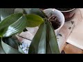 Пересадка орхидей  Освежаю садовые фигурки