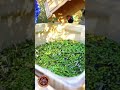 🌿 Оливки. Не просто закуска. Это — испанский дух в каждой косточке🇪🇸
