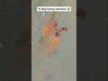 🐕🦺 Dog reaction #shorts #dogshorts #funnydog #doglife