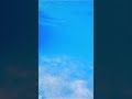 【水中撮影】沖縄の海で小魚の群れに遭遇 #shorts