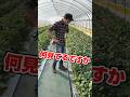 【いちご栽培】いちごが収穫出来るまでの日数とは！#いちご栽培#いちご農家#農業#農家