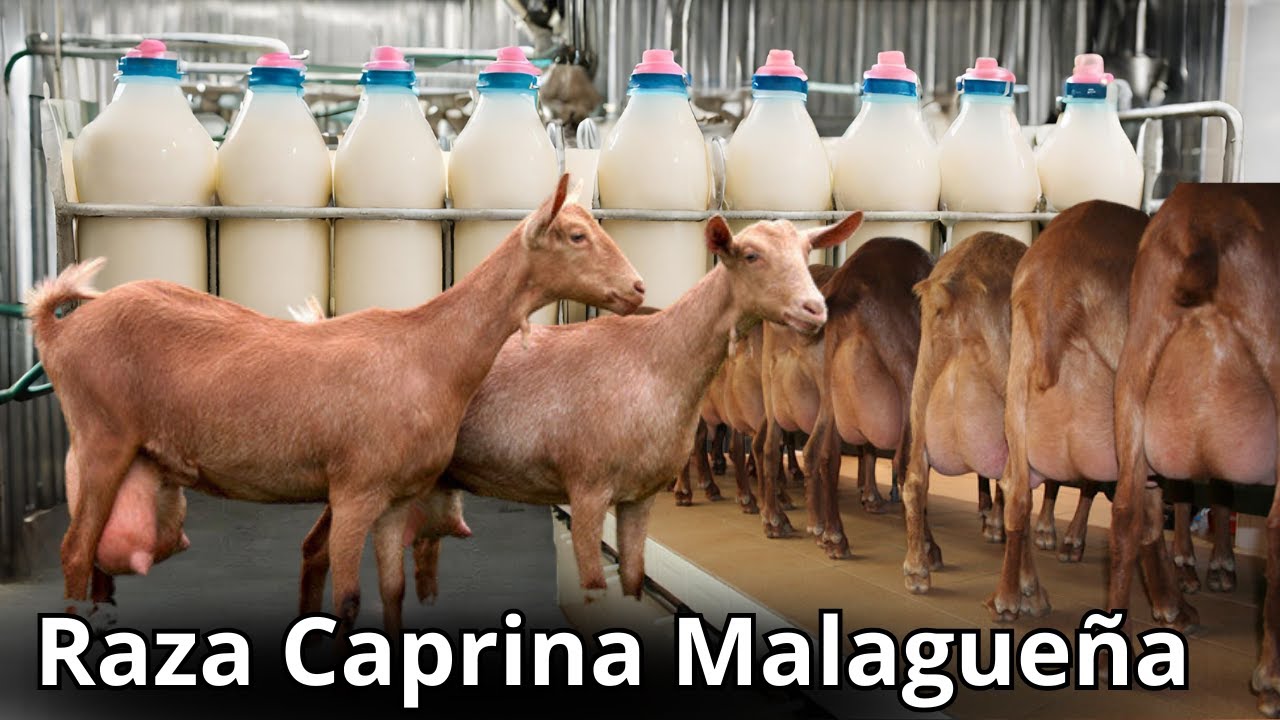 Raza de Cabra Malagueña: Resiliencia, Producción Lechera y Conservación Ambiental.