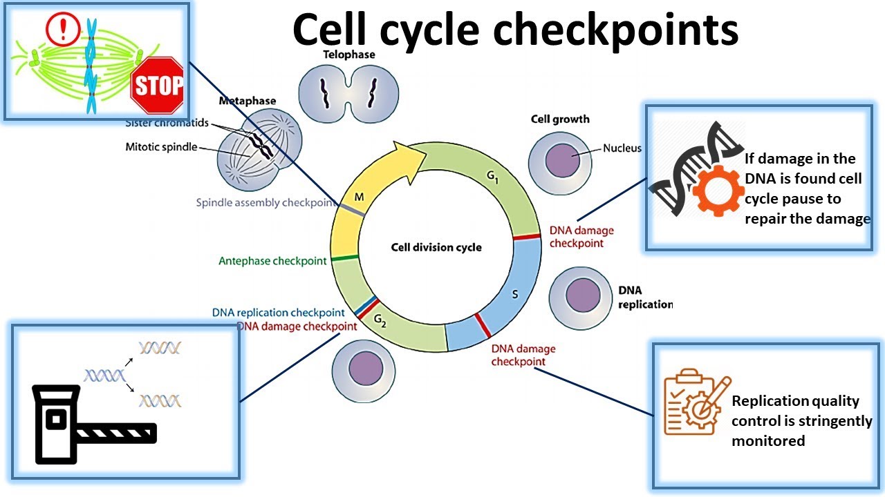 cell cycle checkpoint (basic) - YouTube