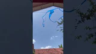 නය සරගලයක කඩගන අව මනන Nayi Sarungal