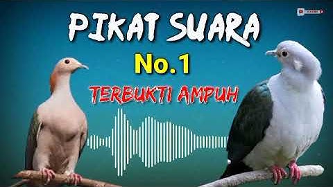 suara pikat pergam hijau super jernih 100%pasti nyaut