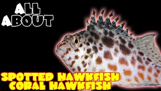 All About The Spotted Hawkfish or Pixy Hawkfish or Coral Hawkfish
