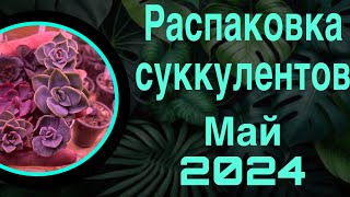 Распаковка суккулентов май 2024 🍀