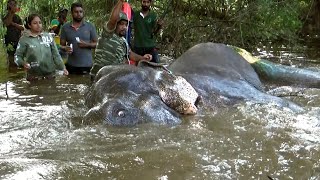 Wildlife Officials Treated The Tusk Elephant Whose Leg Was Seriously Injured | Tusker | Animals