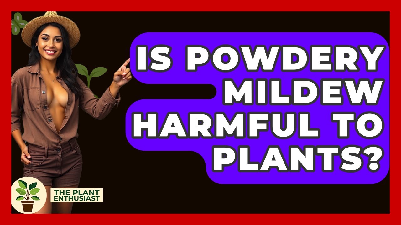 Is Powdery Mildew Harmful To Plants? - The Plant Enthusiast