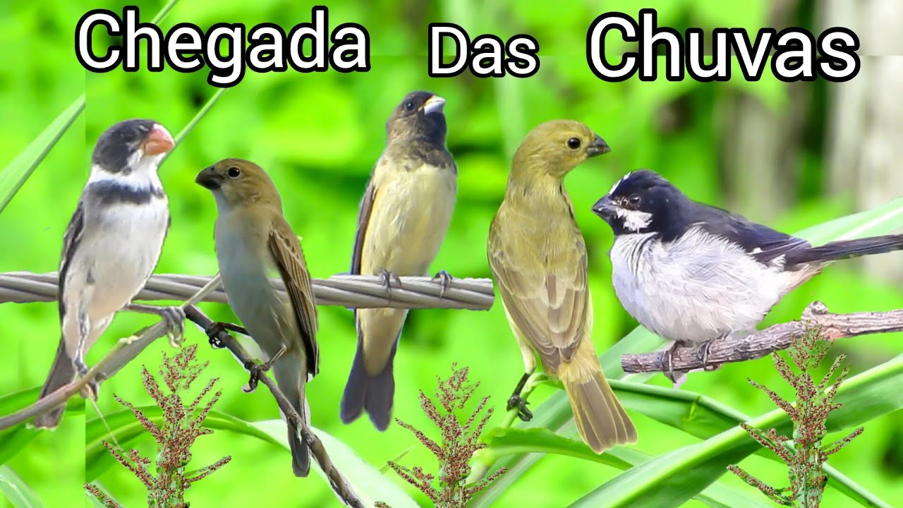 OS SEGREDOS DA MIGRAÇÃO DA AVES | MUITAS AVES COM A CHEGADA DO PERÍODO CHUVOSO, UMA GRANDE RIQUEZA. 
