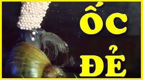 Khoảnh Khắc Động Vật Sinh Con - Phần 5 | Cận cảnh ốc bươu đẻ trứng 2019
