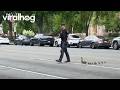 DC Police Officer Helps Duck Family Cross the Road || ViralHog