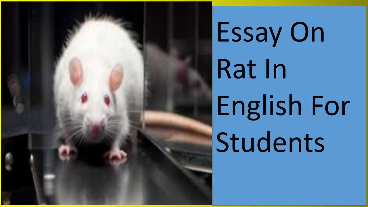 About rat in english for class 3 picture