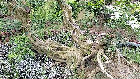 5 Cây Nguyệt Quế Siêu Khủng Ở Tiền Giang