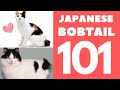 Japanese Bobtail Cat 101 : Breed & Personality の動画、YouTube動画。