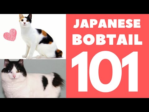 Japanese Bobtail Cat 101 : Breed \u0026 Personality
