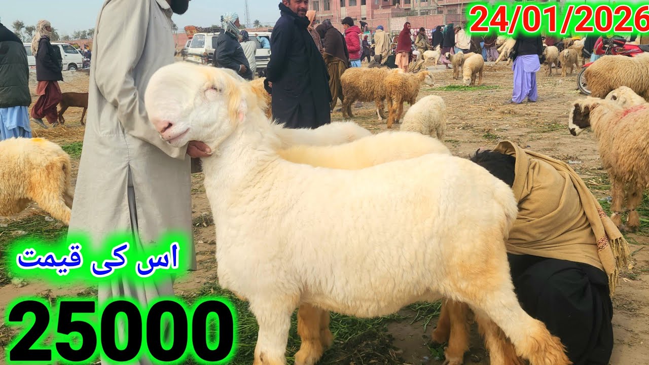 Private Mundri Bherain Mandi | Khaas Aur Selected Mundri Sheep | Maqool Rates | Fresh Update