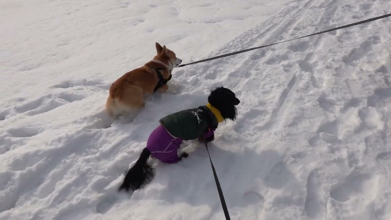 リクとまいは、五天山公園へ行く！