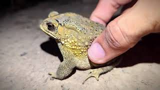 Catch wild frogs fun fun | Catching froggy for fun | funny animals | funny toad by Animal Frog Survival 3,988 views 2 weeks ago 1 minute, 27 seconds