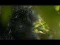 Conservation Challenges for Primates