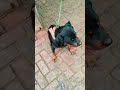 Khapitar Tinku😀😀#shortsfeed #cuteanimal #shortsviral #rottweiler #shortvideo #youtubeshorts #2025