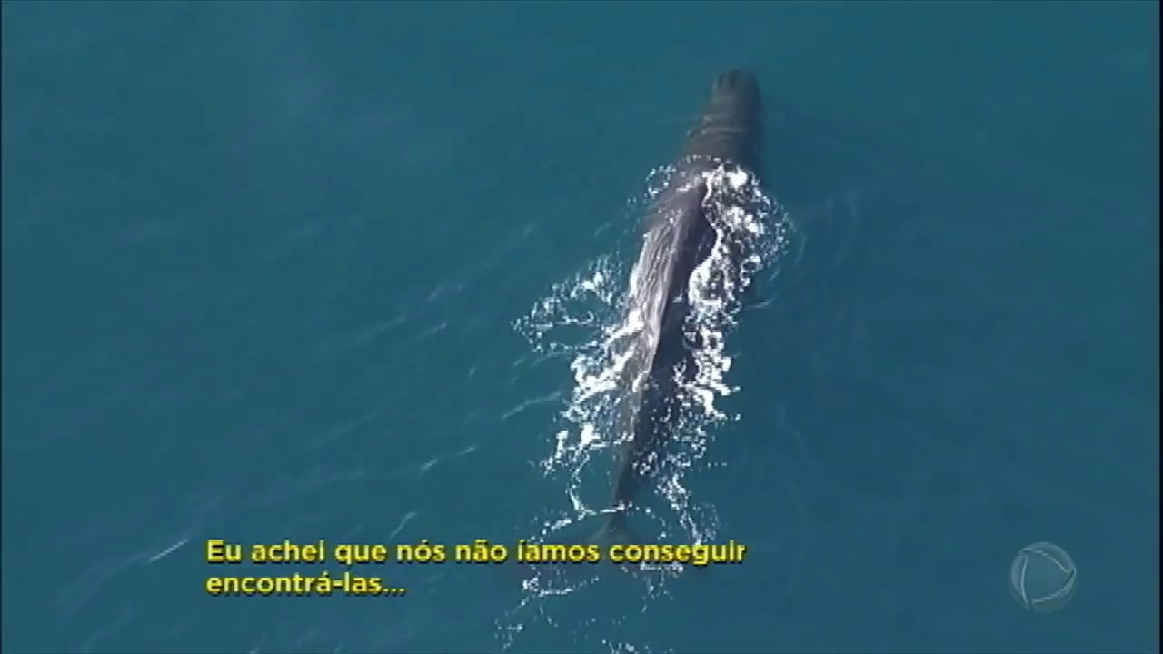 Câmera Record consegue imagem rara da baleia cachalote, a rainha dos mares da Nova Zelândia