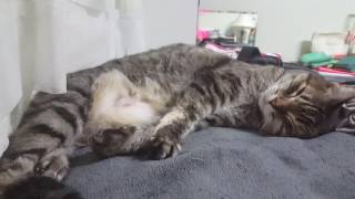 Cat abnormal breathing - rapid and shallow