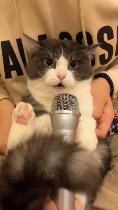 @Cutrahmi kucing karaoke 🎤