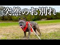愛犬にとっては突然のお別れかもしれない…