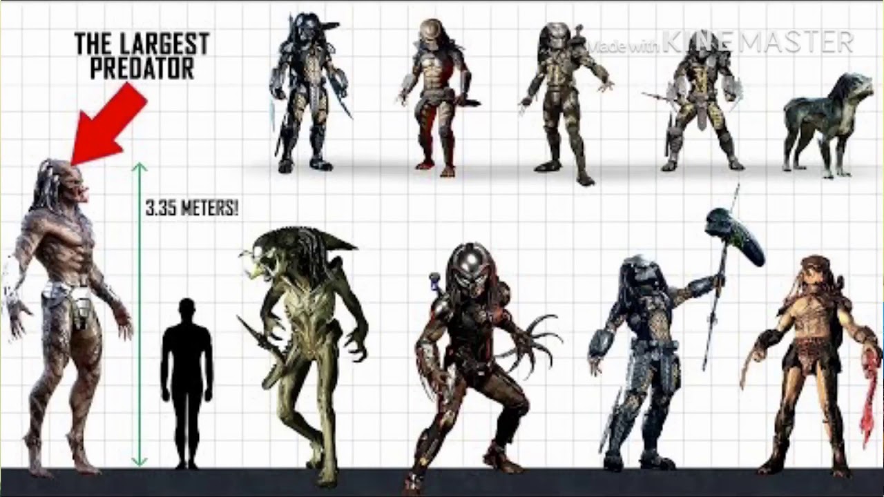 Predator and alien size comparison(picture borrow online)