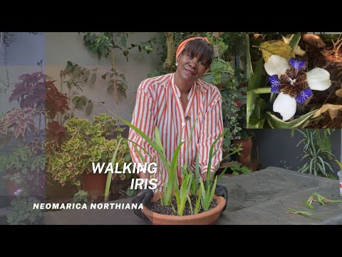 Video: Staigu īrisu kopšana: kā izaudzēt neomarica staigājošo īrisu