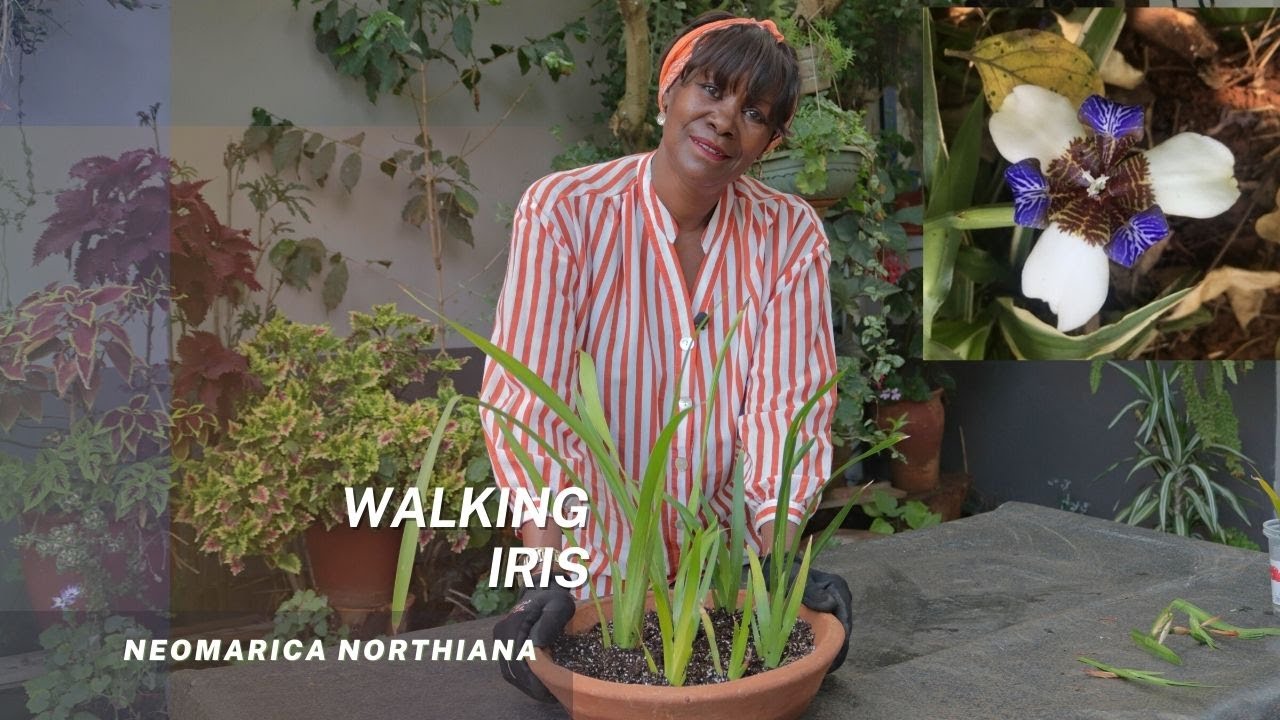 Шагающий ирис - Neomarica Northiana, эти ирисы размножаются самостоятельно, узнайте, как размножи...