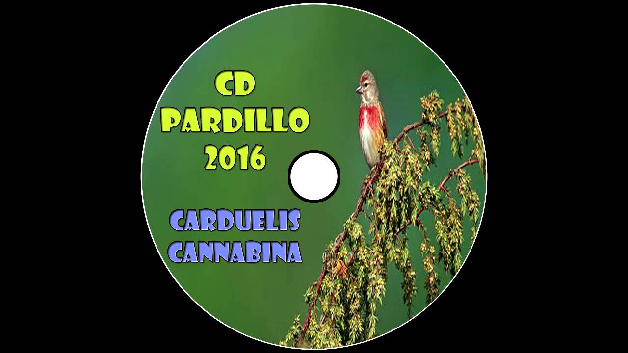 CD Pardillo / Carduelis Cannabina / Common Linnet / 2016 