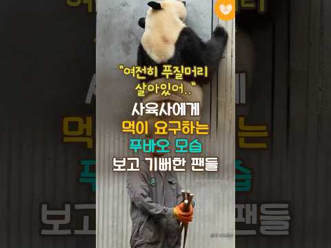 &amp;quot;<strong>사육사에게</strong> 먹이 요구하는 모습 보고 기뻐한 팬들 #푸바오 #선수핑기지 #판다