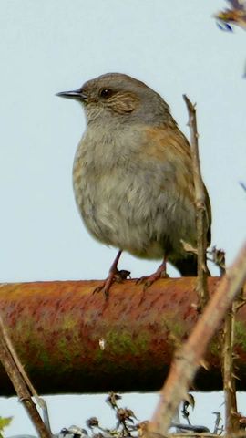 Dunnock's Lively Song - Bird Sounds. Dunnocks are often mistaken for female Robins #shorts