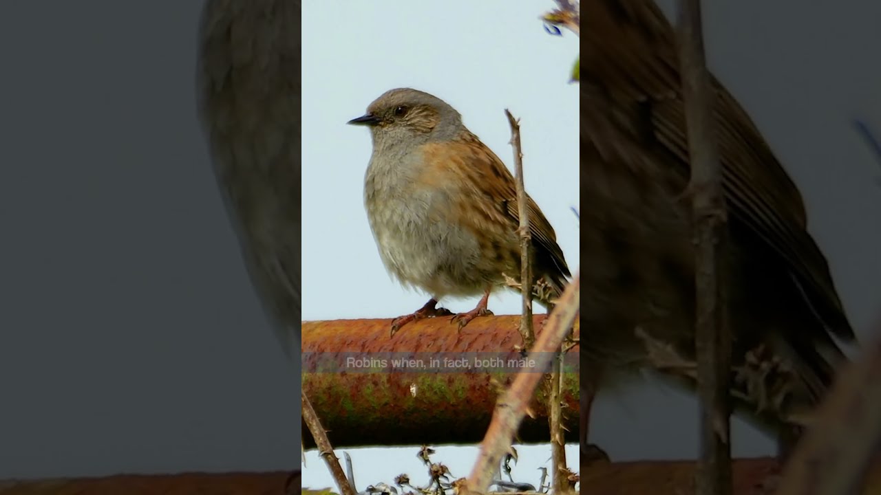 This is the WORST way to identify a BIRD.