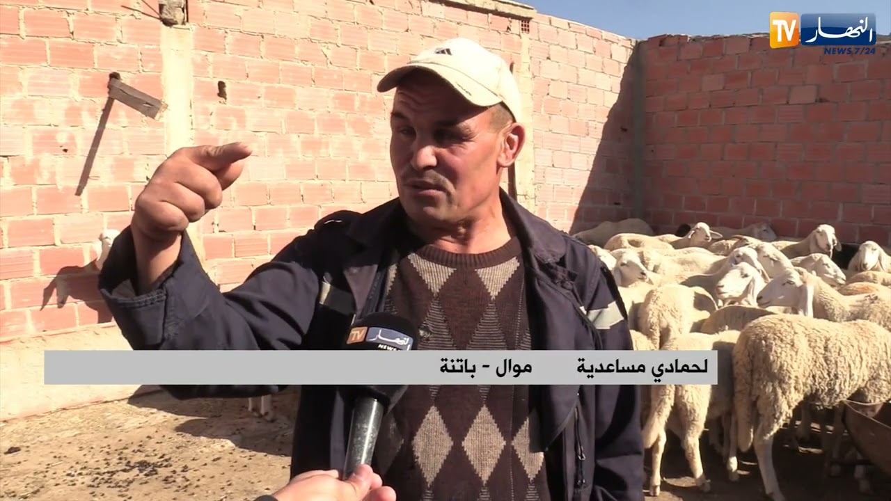 باتنة : لحمادي..موال تحدى الظروف القاسية وكون ثروة حيوانية من أغنام وأبقار