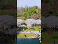 High Park Drone video, cherry blossoms. #dronevideo #naturelovers #highpark #cherryblossomsparrow