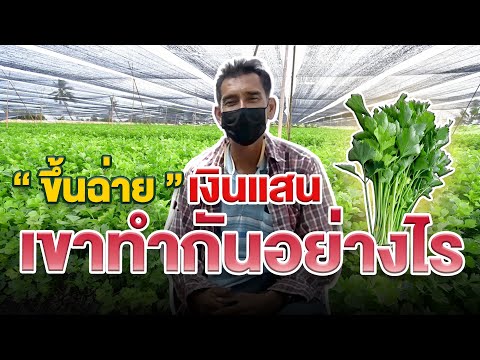 วีดีโอ: ปลูกขึ้นฉ่ายกลางแจ้ง - คำแนะนำในการปลูกหลังจากถอนคื่นฉ่ายจากฐาน