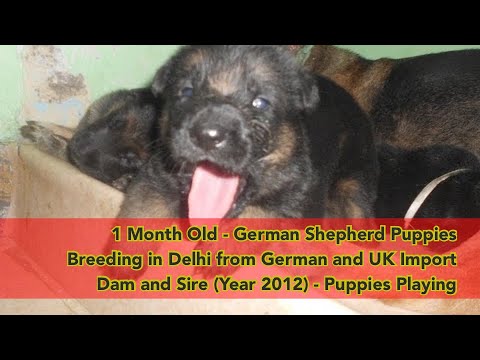 gsd 1 month puppy