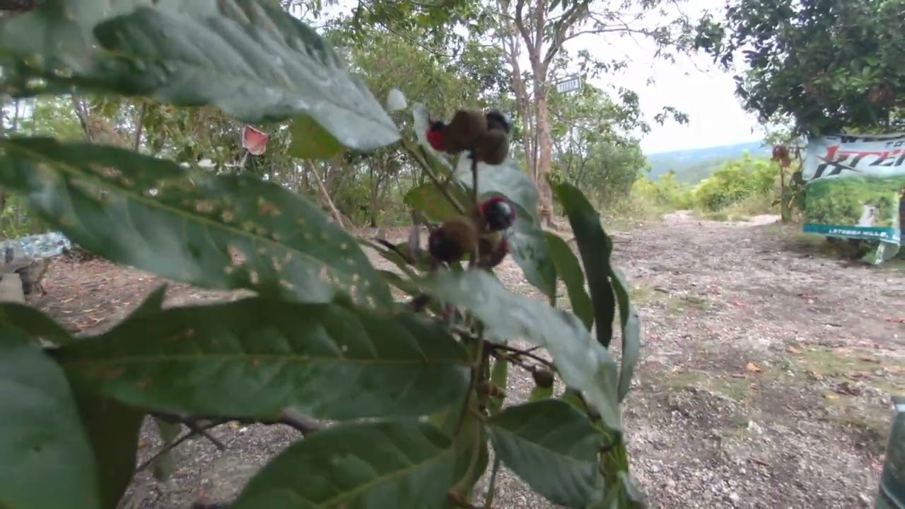 Lataban Hills, Lilo-an