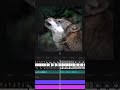 Eh eh eh eh ah ah ah ah song #capcuttemplate #trendingsong #wolf