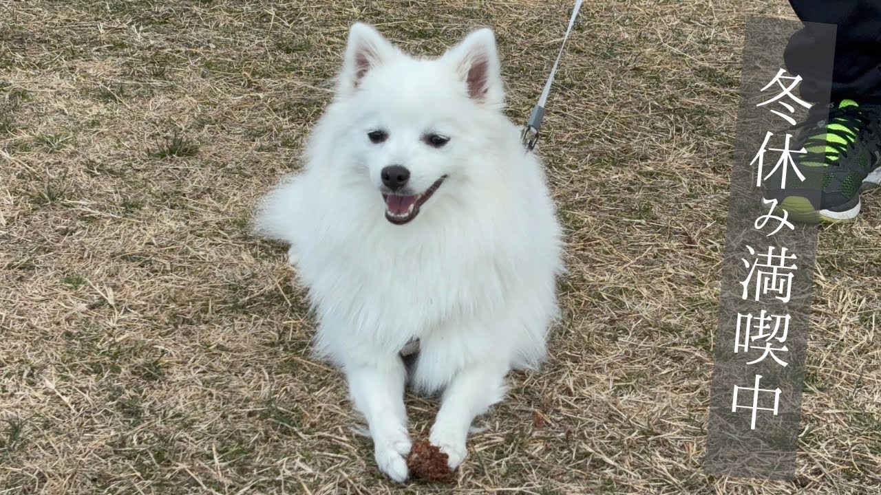 A Day in the Life of a Japanese Spitz During Winter Break - YouTube