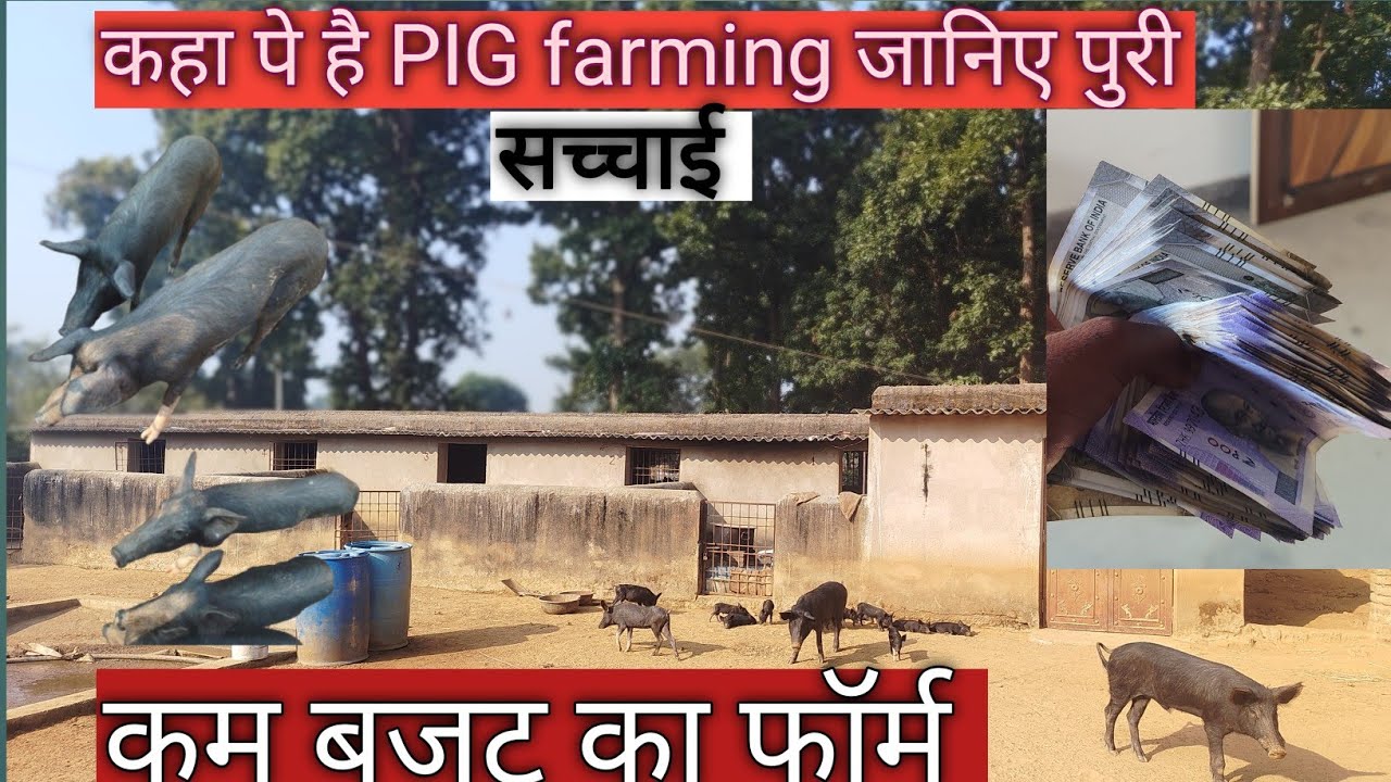 कहा पे है PIG farming जानिए पुरी सच्चाई।#pigeonlover #videoviral 