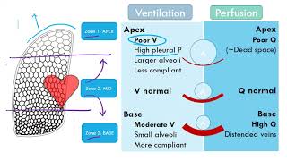 Ventilation Perfusion Video