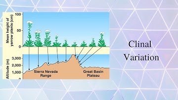 Clinal Variation