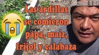 La ardillas se comieron papa, maíz, frijol y calabaza