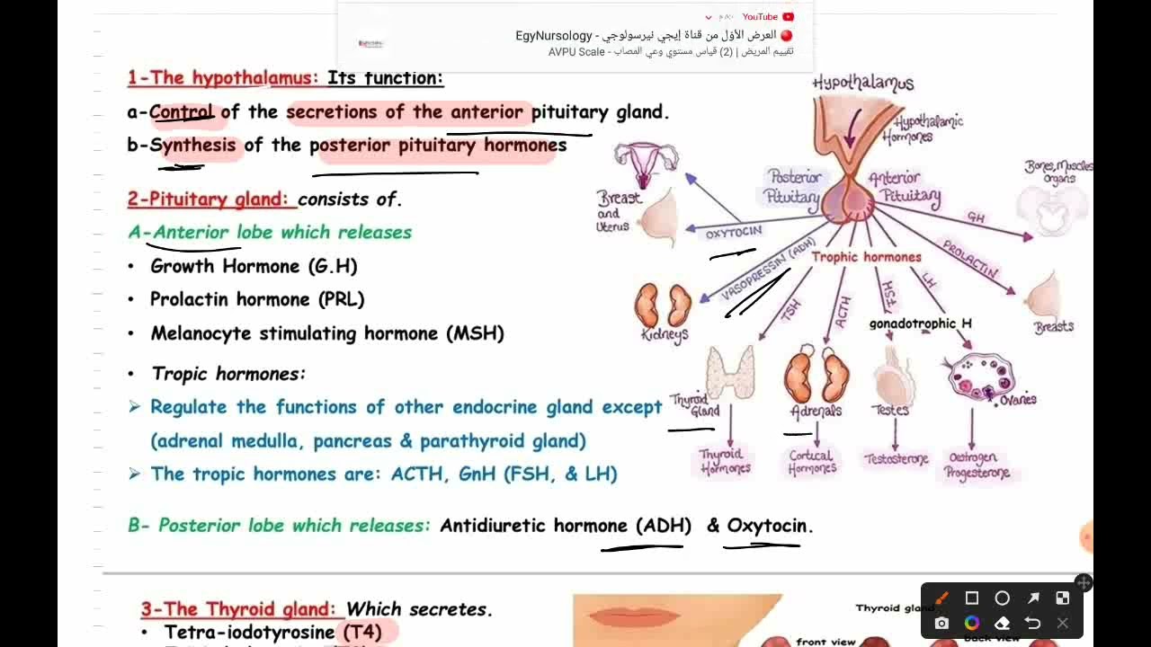 L1 Physio (Intro) Endo 41